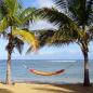 Preview: Palmenstrand mit Hängematte Barbados papaya
