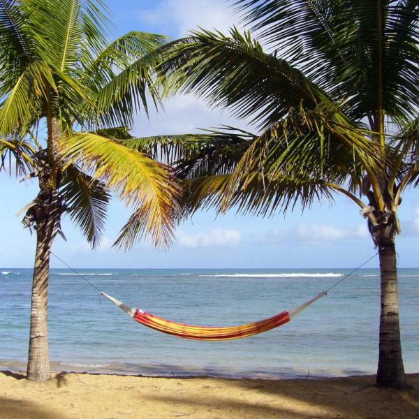 Palmenstrand mit Hängematte Barbados papaya