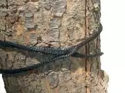 Spezialseil für Hängematten am Baum